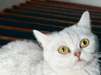 Honey - British Shorthair - Gallery Photo #1