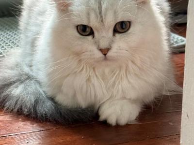 Kiki - Scottish Fold - Gallery Photo #1