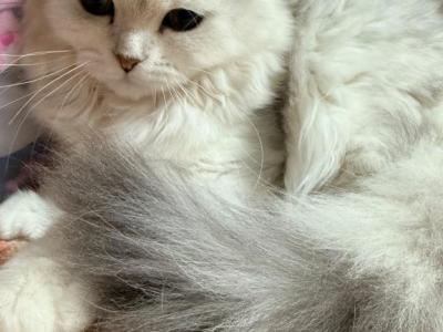 Kiki - Scottish Fold - Gallery Photo #1