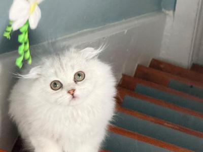Luna - Scottish Fold - Gallery Photo #1