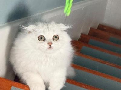 Luna - Scottish Fold - Gallery Photo #1