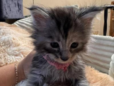 Luna - Maine Coon - Gallery Photo #1