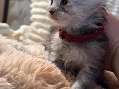 Nova - Maine Coon - Gallery Photo #1