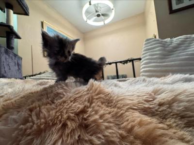 Stella - Maine Coon - Gallery Photo #1
