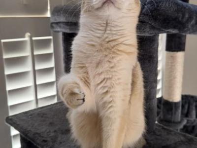 Alicia BSH - British Shorthair - Gallery Photo #1