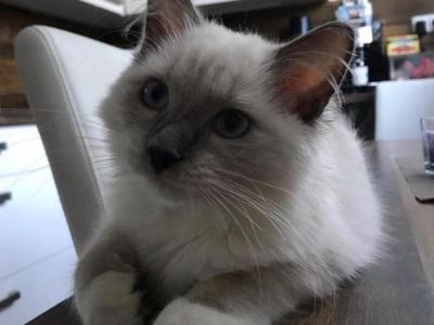 Belle - Ragdoll - Gallery Photo #1