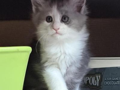 Mercury - Maine Coon - Gallery Photo #1