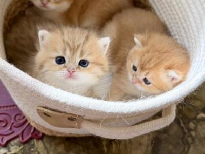Golden Crown Kittens - British Shorthair - Gallery Photo #1