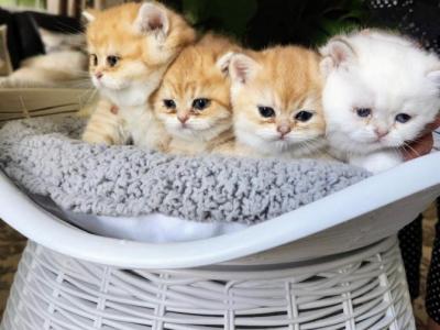 Golden Snuggles - British Shorthair - Gallery Photo #1