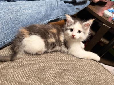 Venus - Maine Coon - Gallery Photo #1