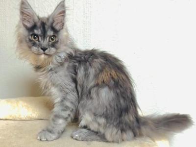 Fuchsia - Maine Coon - Gallery Photo #1