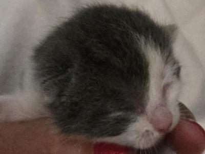 Luci - Polydactyl - Gallery Photo #1