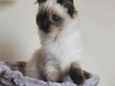 Mocha - Ragdoll - Gallery Photo #1