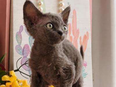 Yoda - Devon Rex - Gallery Photo #1