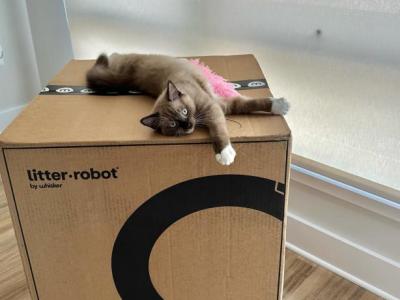 Ellie - Ragdoll - Gallery Photo #1