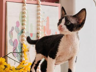 Eva - Devon Rex - Gallery Photo #1