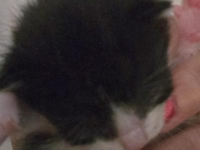 Jimmy - Domestic - Gallery Photo #1