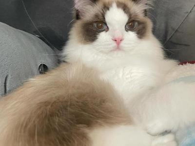 Pearl - Ragdoll - Gallery Photo #1