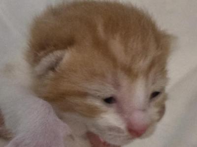Timmie - Domestic - Gallery Photo #1