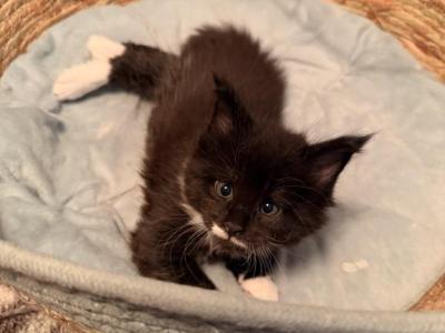 Jupiter - Maine Coon - Gallery Photo #1