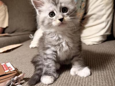 Saturn - Maine Coon - Gallery Photo #1