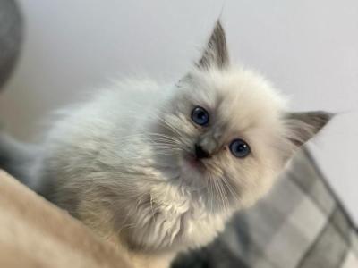 Ruth - Ragdoll - Gallery Photo #1