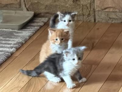 Little Dipper - Maine Coon - Gallery Photo #1