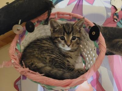 Domestic Kitties - American Shorthair - Gallery Photo #1