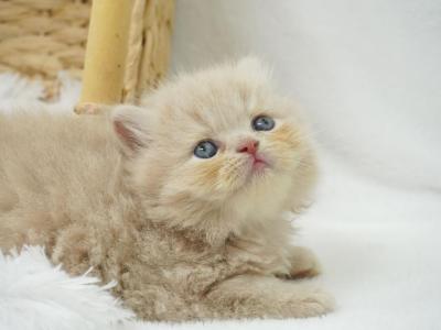 Groot CFA Health Tested - Persian - Gallery Photo #1