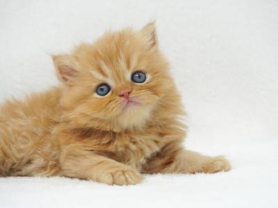 Gamora CFA Health Tested - Persian - Gallery Photo #1