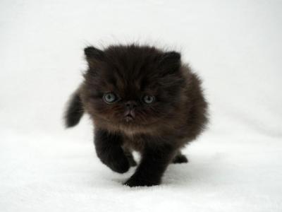 Rocket CFA Health Tested - Persian - Gallery Photo #1