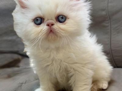 Sammy - Himalayan - Gallery Photo #1