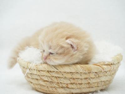 Bruno CFA Health Tested - Persian - Gallery Photo #1
