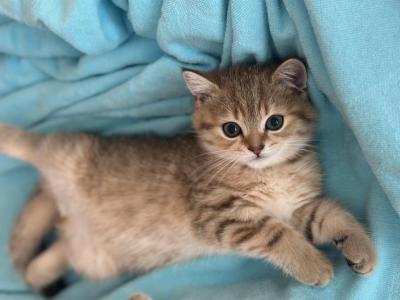 Golden Chinchilla Tabby - Scottish Straight - Gallery Photo #1