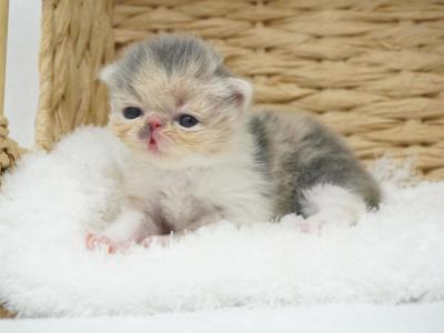 Iris CFA Health Tested - Persian - Gallery Photo #1