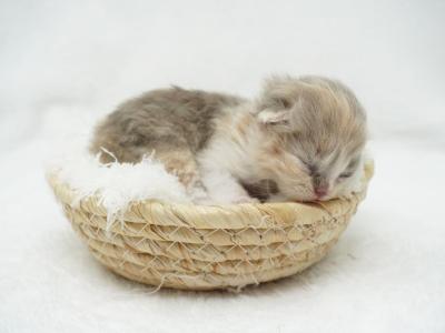 Mercy CFA Health Tested - Persian - Gallery Photo #1