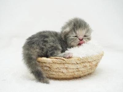 Abigail CFA Health Tested - Persian - Gallery Photo #1