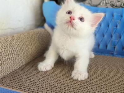 Charlie - Ragdoll - Gallery Photo #1