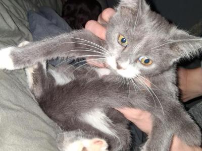 Comet - Bengal - Gallery Photo #1