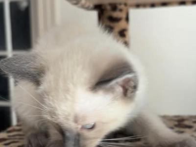 Leo - Siamese - Gallery Photo #1