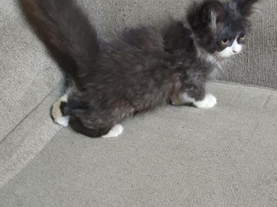 Brooklyn - Ragdoll - Gallery Photo #1