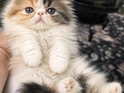 Brown Patched Tabby And White - Persian - Gallery Photo #1