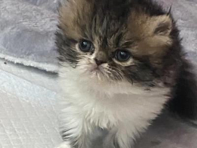 Tabby GIRL_ReSErved - Persian - Gallery Photo #1