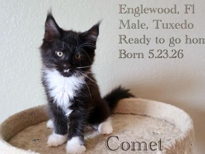 Comet Maine Coon - Maine Coon - Gallery Photo #1