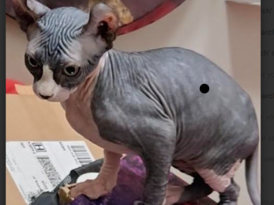 Phineas - Sphynx - Gallery Photo #1