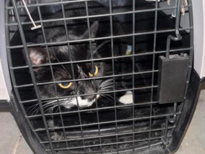 Nameless - American Shorthair - Gallery Photo #1