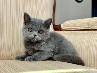 British Blue Female - British Shorthair - Gallery Photo #1