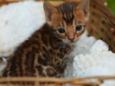 Lollipop - Bengal - Gallery Photo #1