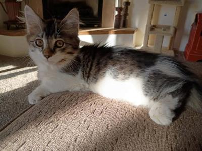 Sammy - Domestic - Gallery Photo #1