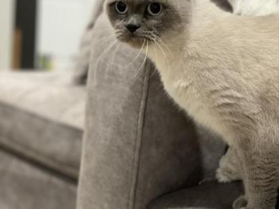 Scottish Fold - Scottish Fold - Gallery Photo #1